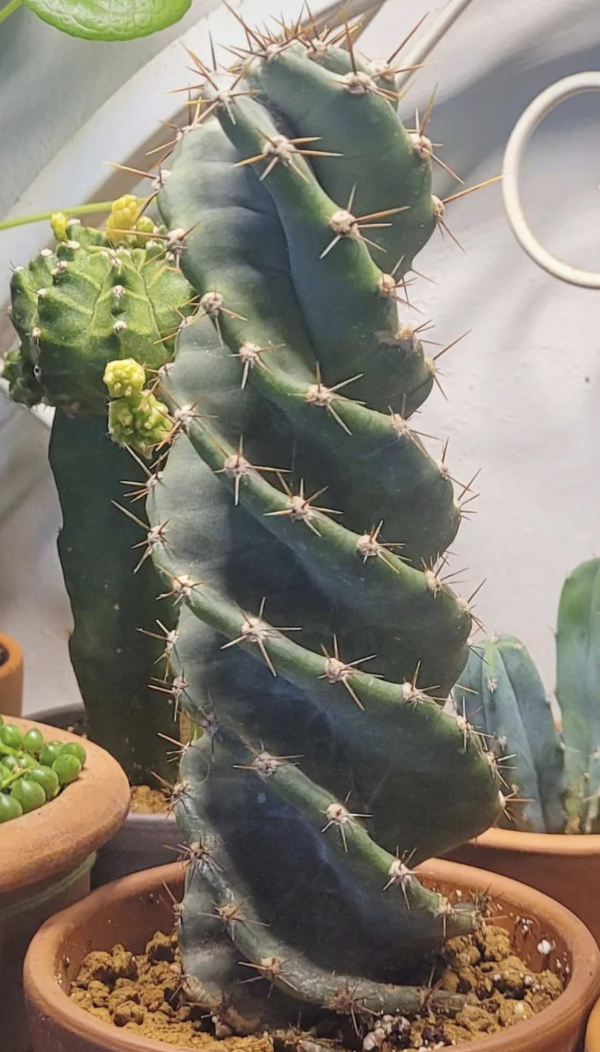 Screwdriver Cactus | Cereus Forbesii cv. Spiralis Cactus Seeds