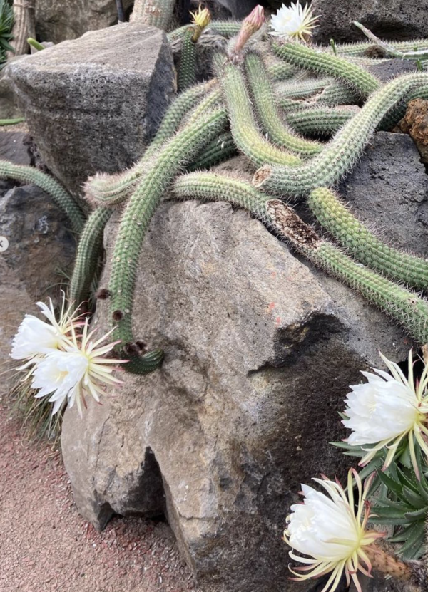 Trichocereus Thelegonus Cactus Seeds