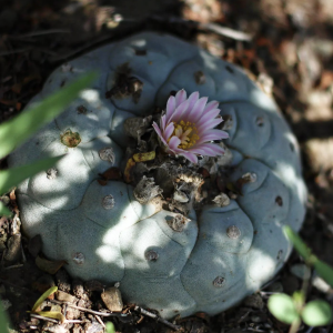 Lophophora Williamsii var. El Tecolote Seeds