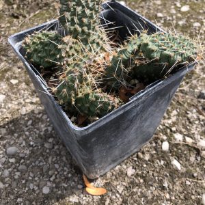 Cold Hardy Cactus | Prickly Pear Opuntia | Red Gem