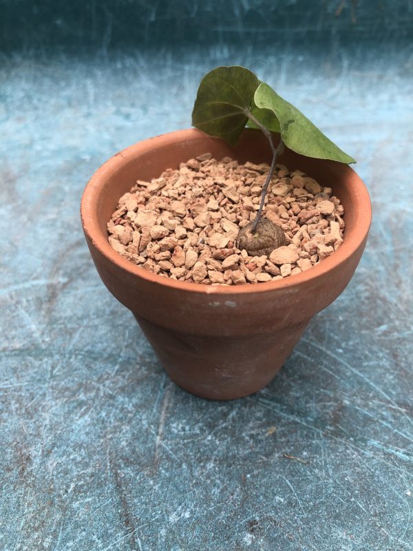 Dioscorea Elephantipes | Caudiciform | Live Plant