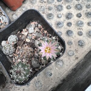 Turbinicarpus Sphacelatus Cactus