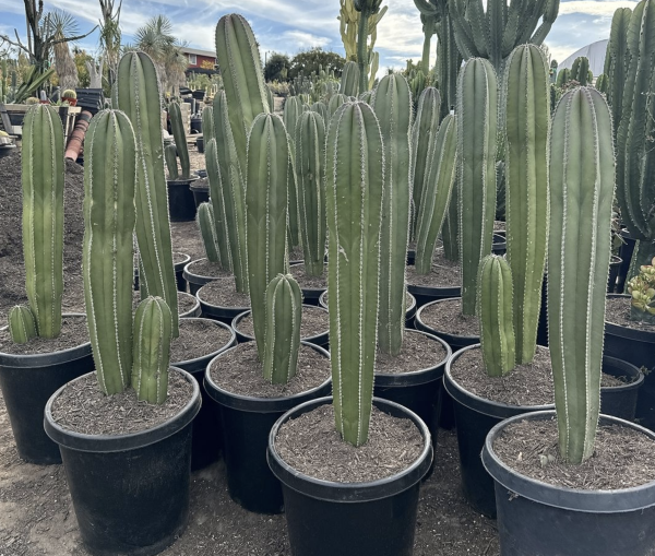 Pachycereus Marginatus Cactus | Mexican Fence Post Cactus Seeds