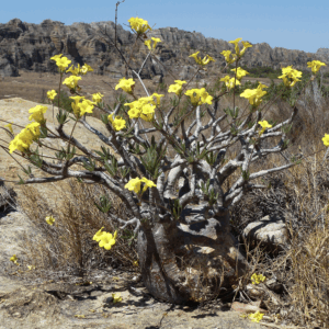 Pachypodium Rosulatum Caudiciform Seeds