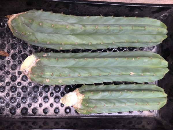 Trichocereus Pachanoi | San Pedro Cactus |[X]tra Large 
