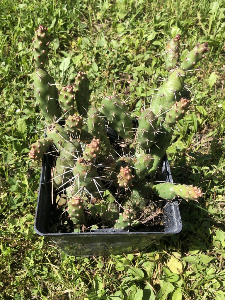 Cold Hardy Cactus | Opuntia Fragilis cv Pony