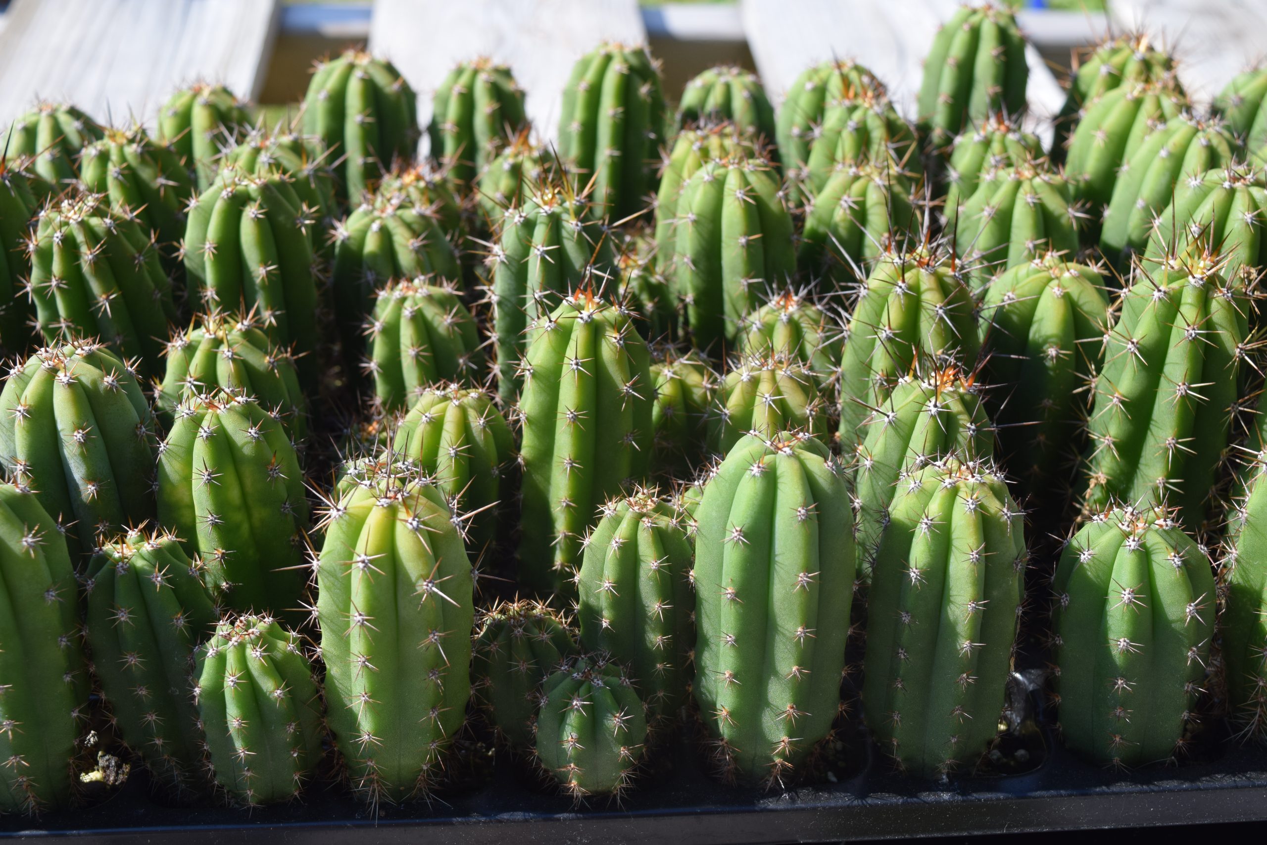 Cactus Kingdom | The Northern Realm of Cacti