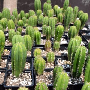 Misplant™ Trichocereus Mix