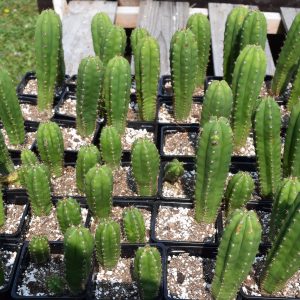 Misplant™ Jessica x Kimach