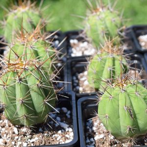 Trichocereus Werdermannianus Cactus