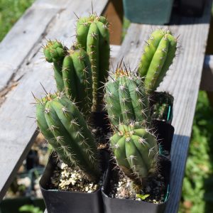 Trichocereus Peruvianus Matucana  | Peruvian Torch Cactus