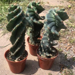 Cereus Forbesii cv. Spiralis
