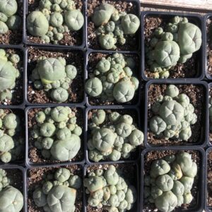 Lophophora Williamsii Var. Caespitosa Cactus