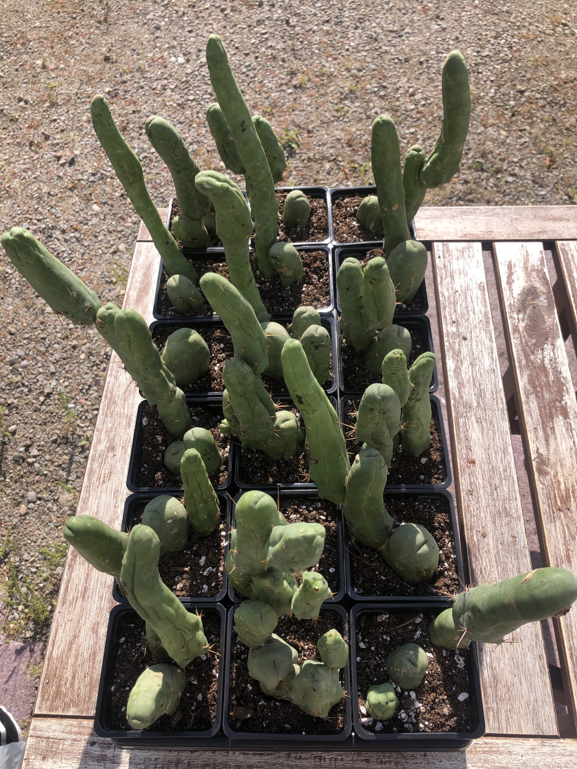 Trichocereus Bridgesii Monstrose | Penis Cactus