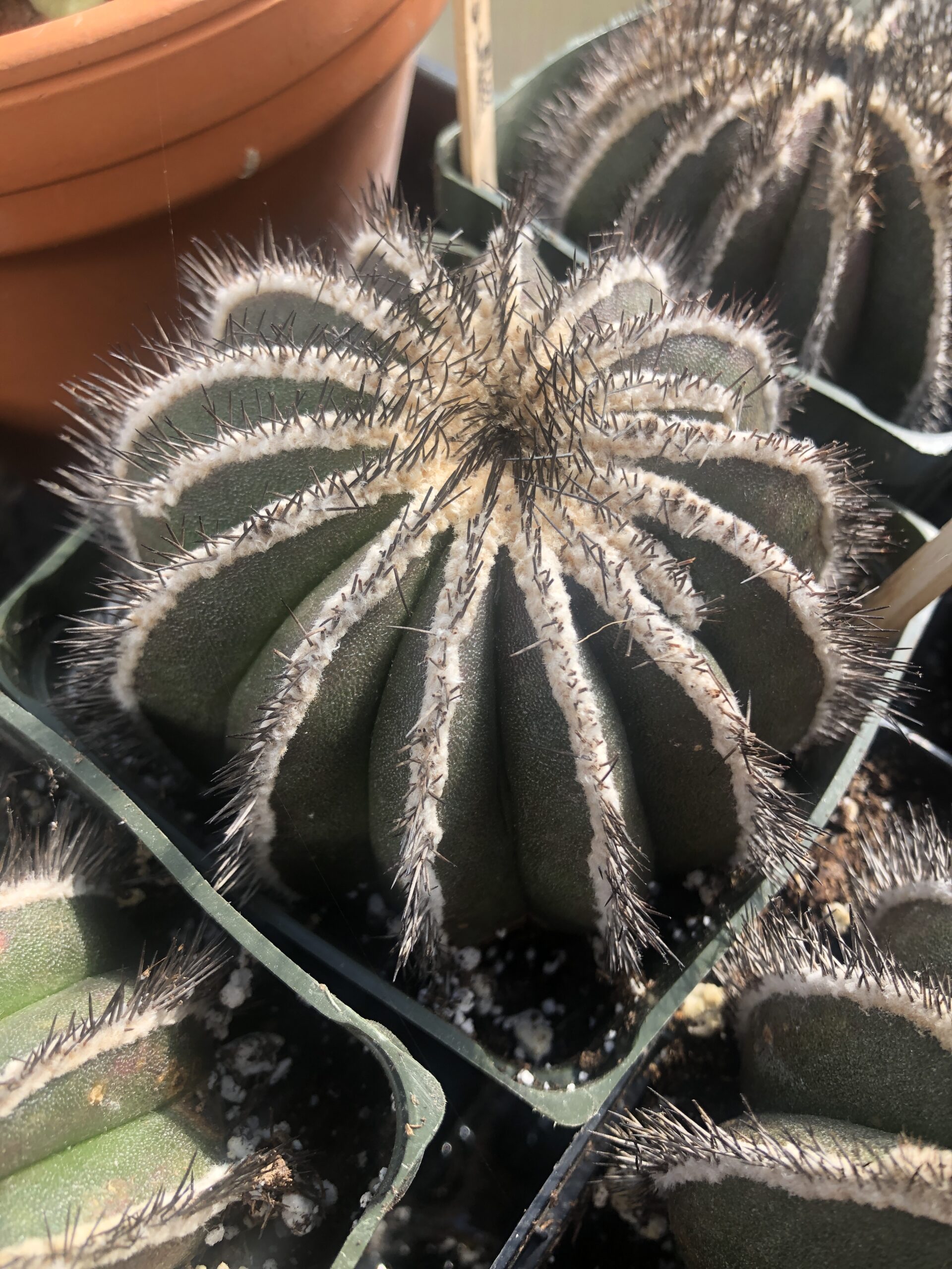 Uebelmannia Pectinifera