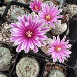 Pelecyphora Valdeziana