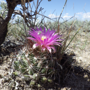 Coryphantha Vivipara var. Kaibabensis | Cold Hardy Cactus Seeds