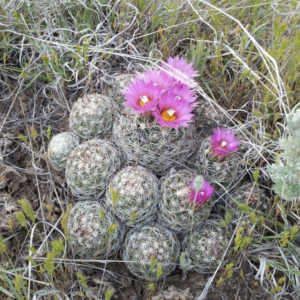 Coryphantha Vivipara var Neomexicana | Cold Hardy Cactus Seeds