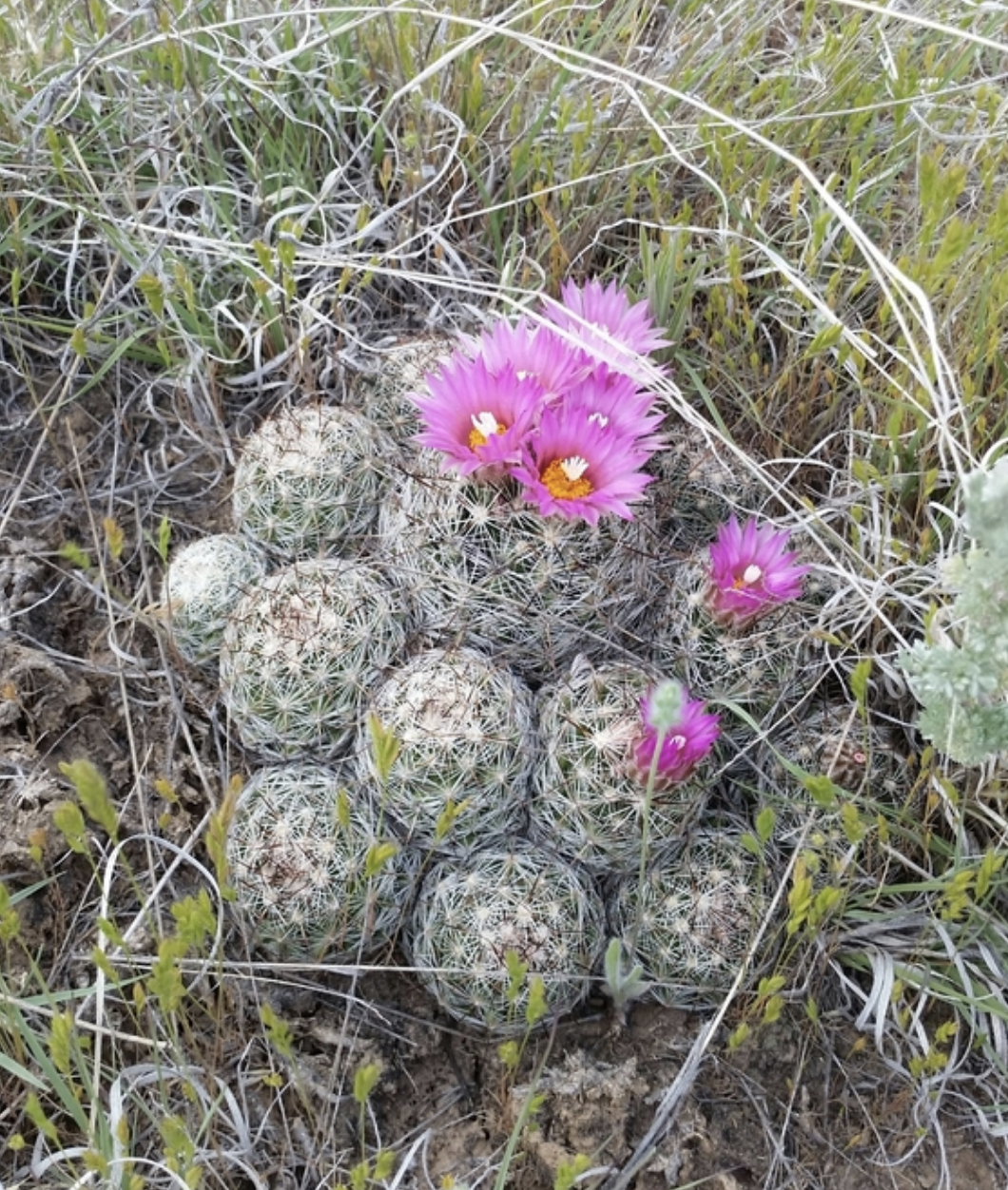Coryphantha Vivipara var Neomexicana | Cold Hardy Cactus Seeds