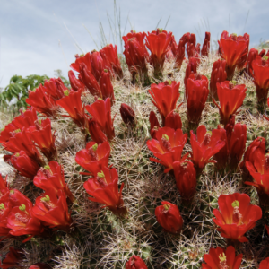 Echinocereus Triglochidiatus | Frost Tolerant Cactus Seeds