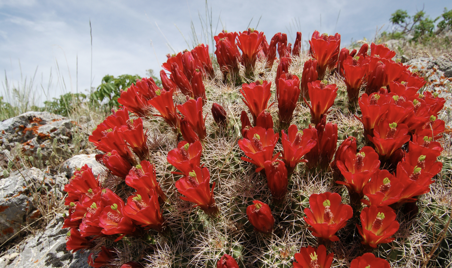 Echinocereus Triglochidiatus | Frost Tolerant Cactus Seeds
