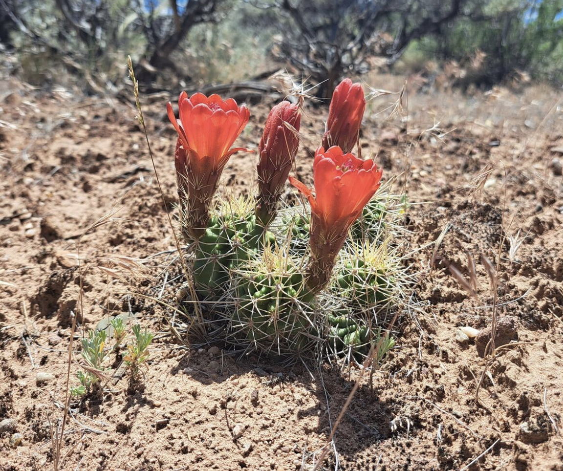 Echinocereus Triglochidiatus | Frost Tolerant Cactus Seeds - Image 2