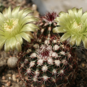 Echinocereus Viridiflorus | Frost Tolerant Cactus Seeds