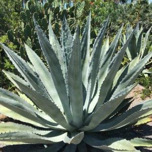 Agave Plants