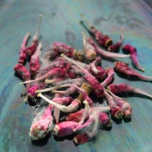 Cactus Seeds
