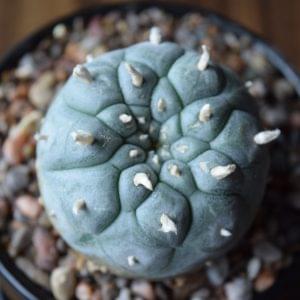 Lophophora