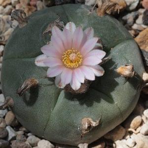 Lophophora Williamsii Cactus Seeds