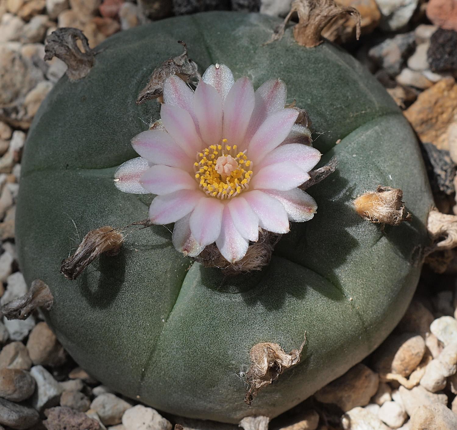 Lophophora Williamsii Cactus Seeds