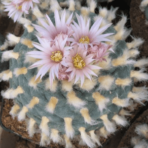 Lophophora Koehresii Cactus Seeds