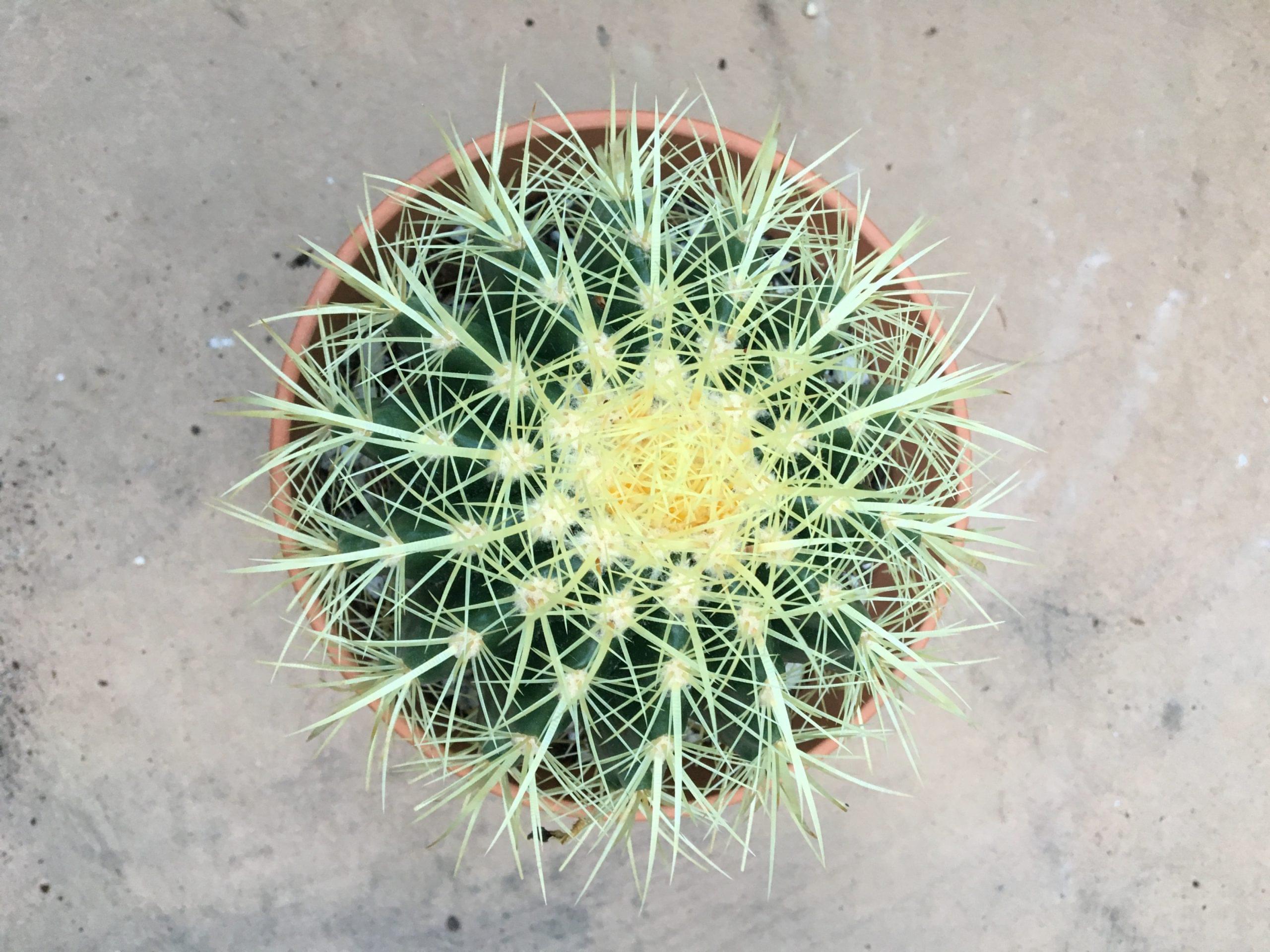 Golden Barrel Cactus - Echinocactus Grusonii