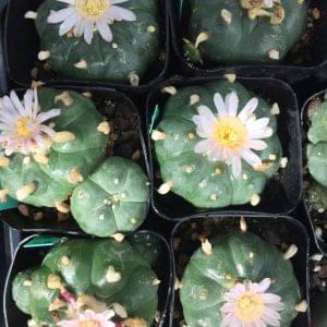 Lophophora williamsii