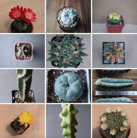 How To Never Get Confused With The Cactaceae Family