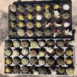 mini cactus mix