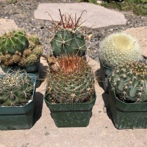 Medium Cactus Mix