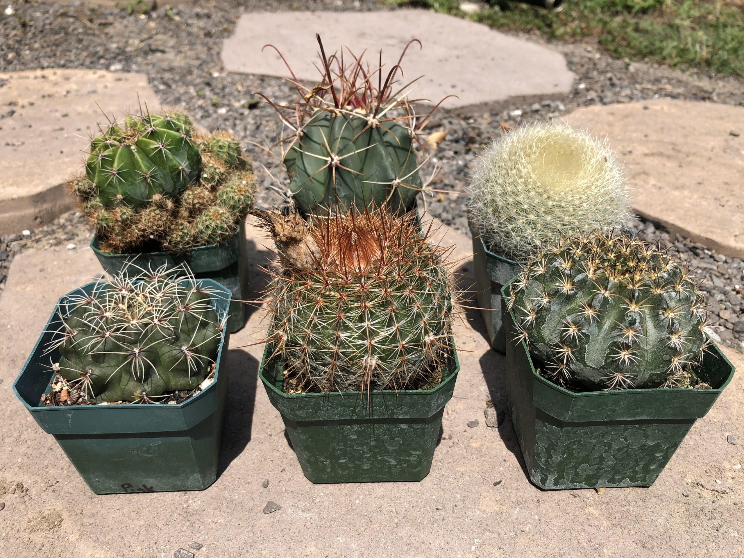 Medium Cactus Mix