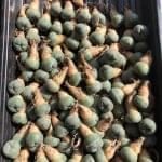 Lophophora Williamsii Cactus | Wholesale