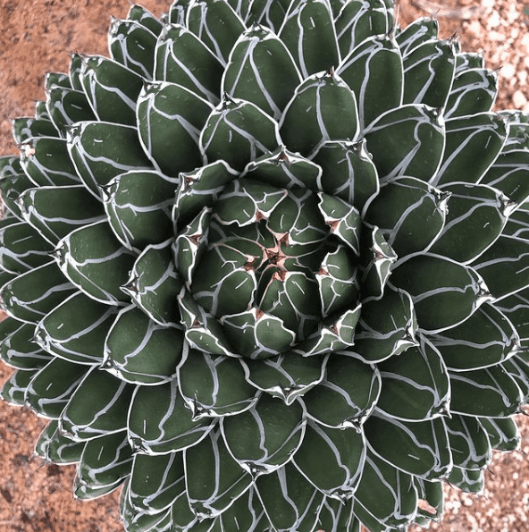 Agave victoriae-reginae 「special」 235 Agave Victoriae-Reginae - Cactus Kingdom