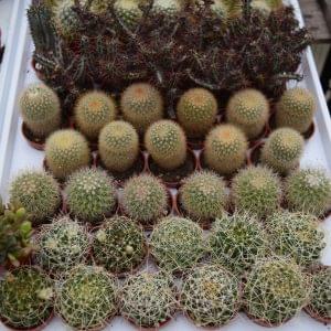 Mini Succulent Cactus Mix | Wholesale Only