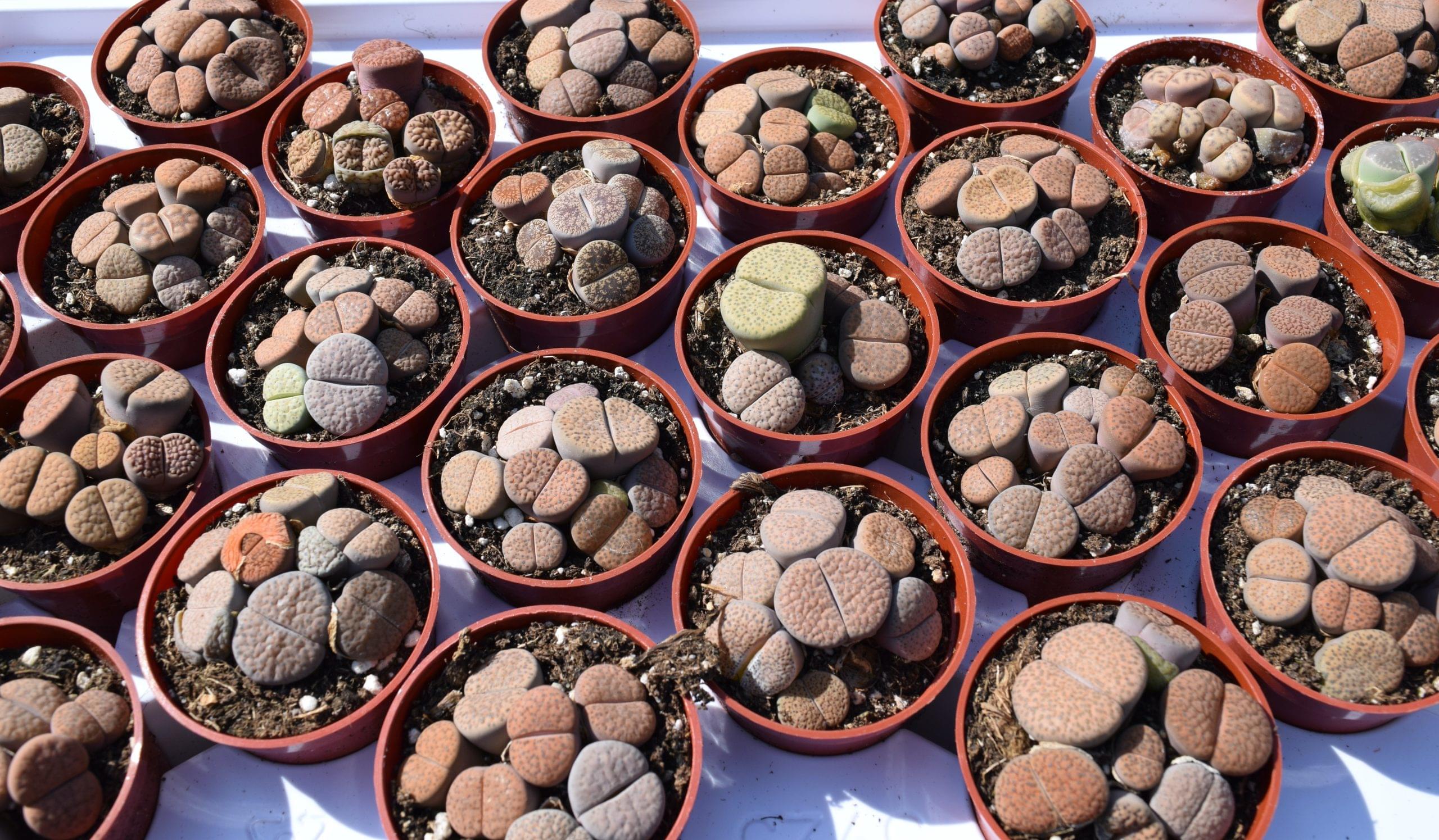 Desert Gems Lithops Mix - Living Stone Succulent Collection
