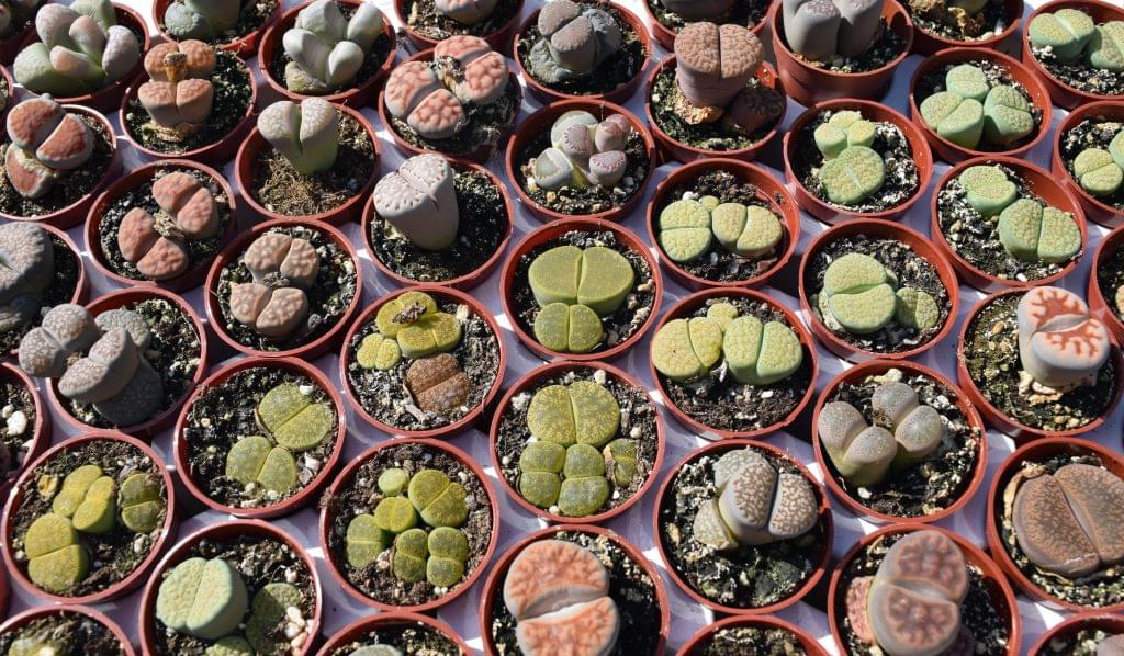Desert Gems Lithops Mix - Living Stone Succulent Collection