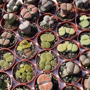 Desert Gems Lithops Mix - Living Stone Succulent Collection