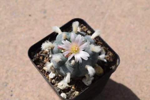 How to Grow Peyote Cactus Indoors & Outdoors - Cactus Kingdom