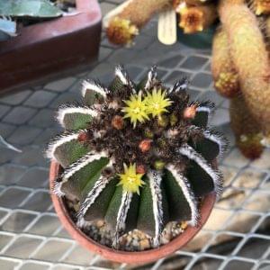 Uebelmannia Pseudopectinifere Cactus Seeds