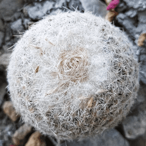 Epithelantha Neomexicana Cactus Seeds