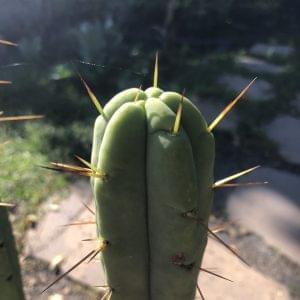 Trichocereus Bridgesii cv DreDrop | Bolivian Torch Cactus Cutting