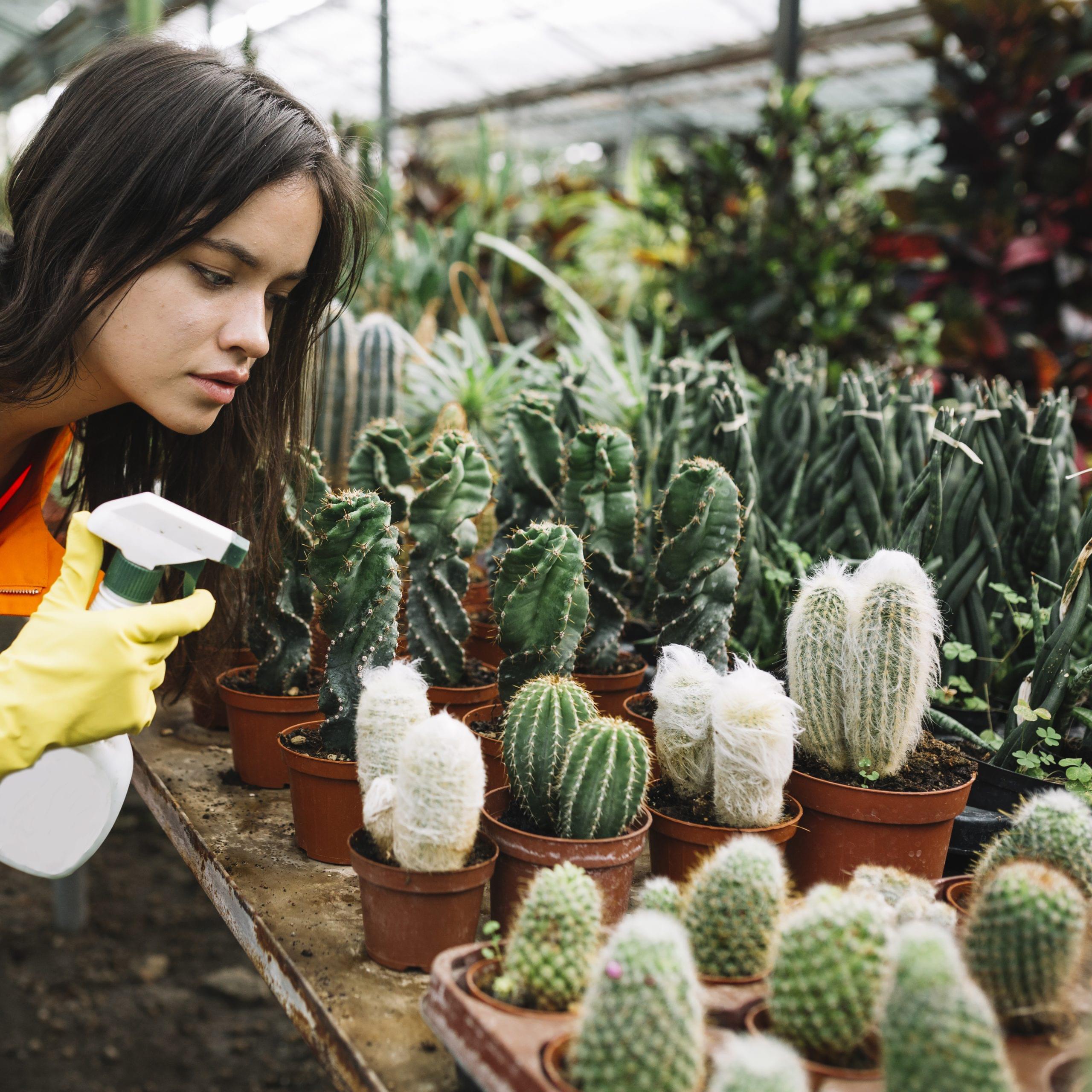 How often should I water my succulents in the summer ?